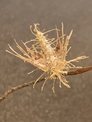 Akanthomyces aculeatus