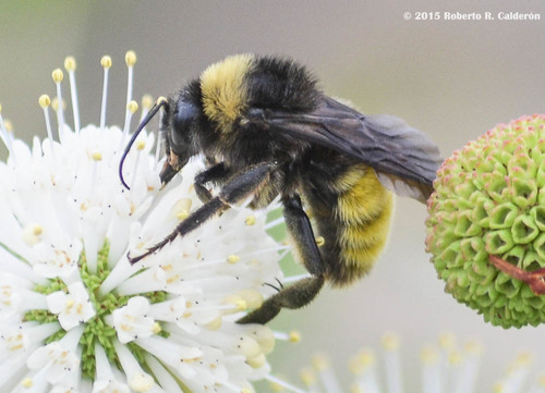 American Bumble Bee, photo 9 of 9
