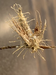 Akanthomyces aculeatus