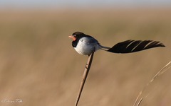 Alectrurus risora