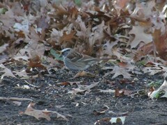 Zonotrichia albicollis