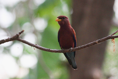 Eurystomus glaucurus