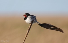 Alectrurus risora