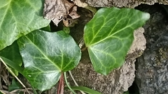 Hedera azorica