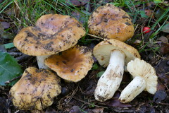 Russula inamoena