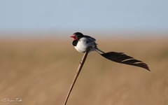 Alectrurus risora