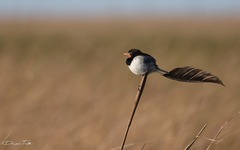 Alectrurus risora