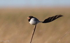Alectrurus risora