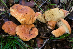 Lactifluus rugatus