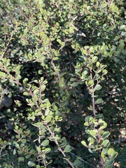 Ceanothus verrucosus