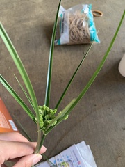 Cyperus entrerianus