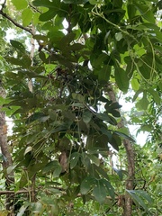 Aristolochiaceae