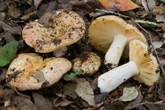 Russula straminea