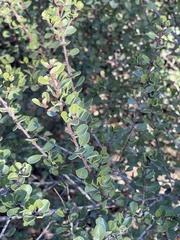 Ceanothus verrucosus
