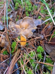 Craterellus lutescens