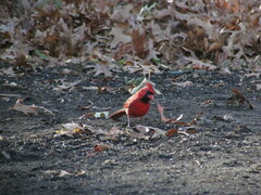 Cardinalis cardinalis