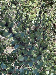 Ceanothus verrucosus