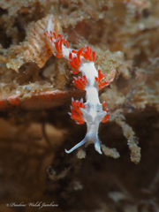 Flabellina dushia