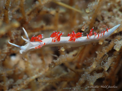 Flabellina dushia