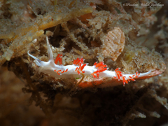 Flabellina dushia