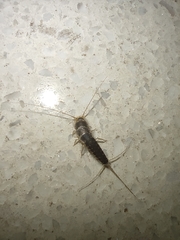 Ctenolepisma longicaudatum