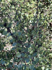 Ceanothus verrucosus