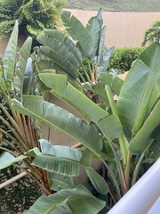 Heliconia latispatha