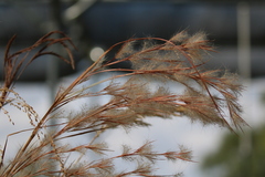 Euplectes franciscanus