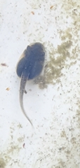 Ranoidea caerulea