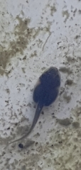 Ranoidea caerulea