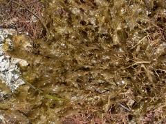Dictyopteris