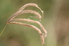Stapfochloa