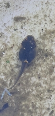 Ranoidea caerulea