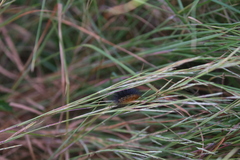 Euplectes franciscanus