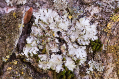 Phaeophyscia hirsuta