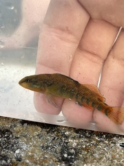 Etheostoma caeruleum