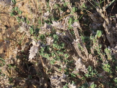 Crucianella maritima