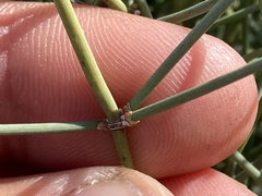 Ephedra