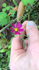 Cosmos parviflorus