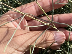 Ephedra