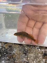 Etheostoma caeruleum