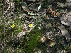 Tricoryne elatior
