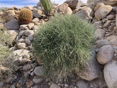 Ephedra