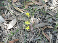 Tricoryne elatior