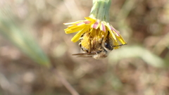 Eucera notata