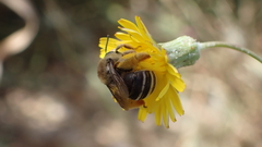 Eucera notata