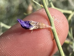 Psorothamnus schottii