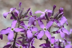 Hesperis laciniata