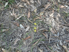 Tricoryne elatior