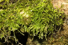 Amblystegium serpens